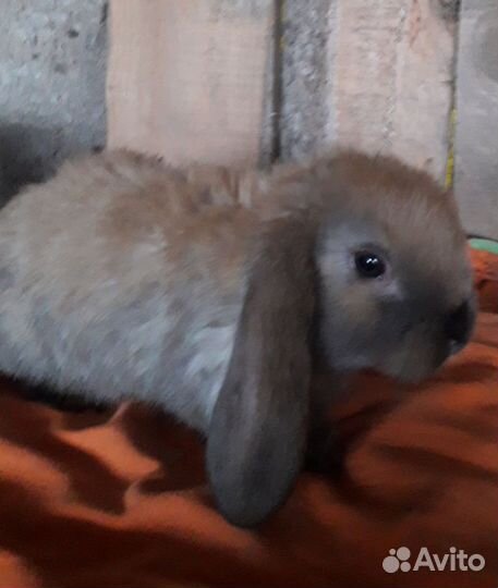 Крольчата французкий баран