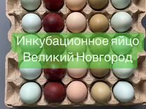 Инкубационное яйцо куриц