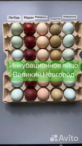 Инкубационное яйцо куриц