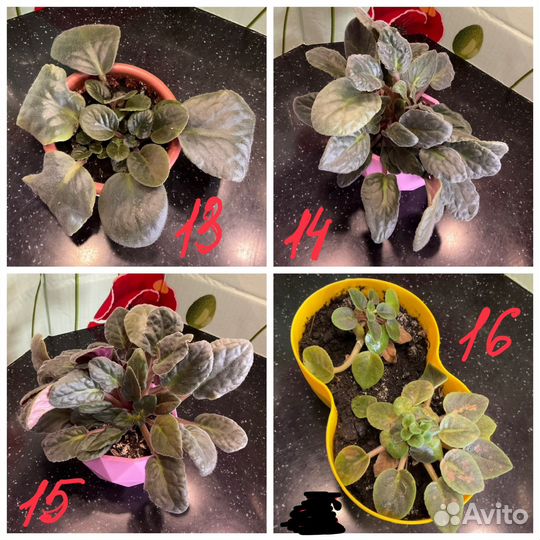 Комнатные цветы фиалки