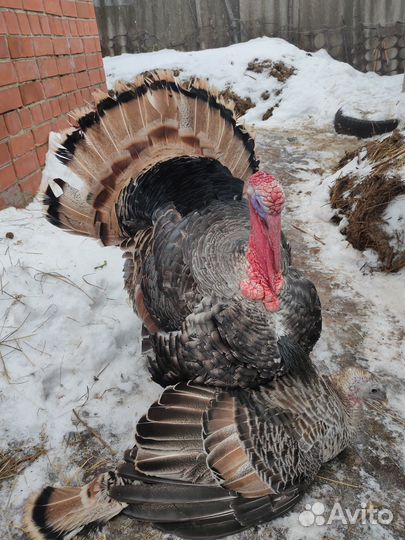 Индюки на племя