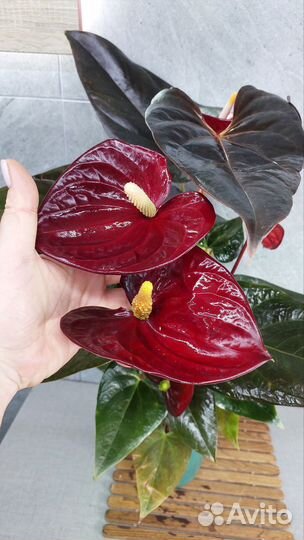 Антуриум деликата