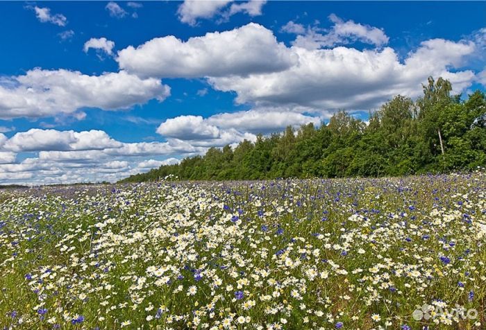 Мед Алтайский опт
