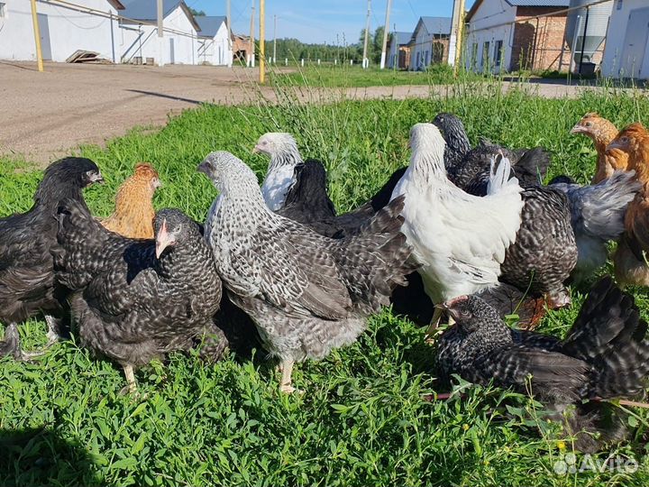 Куры-несушки