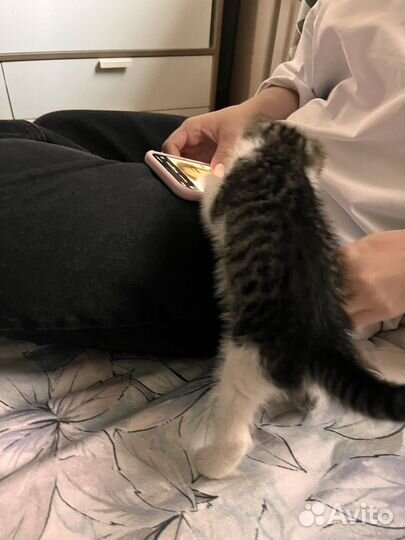 Котенок в добрые руки