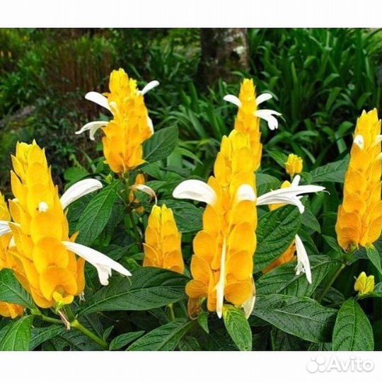 Комнатные цветы