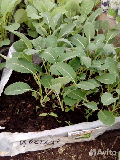 Рассада помидоры,огурцы,капуста,кабачки,цветы и тд