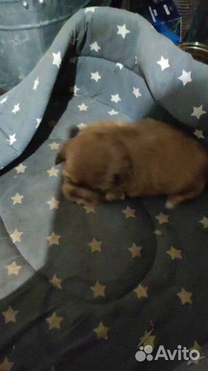 Щенки пекинеса