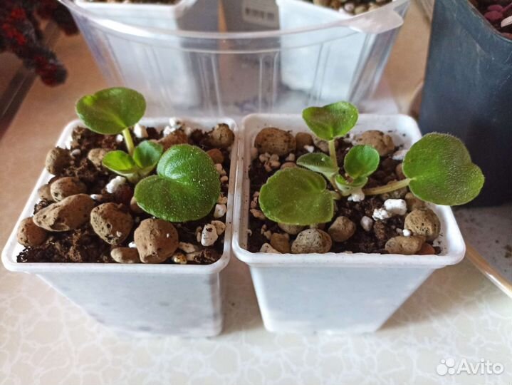 Фиалка Ле-кира (розовая кудрявая) детки