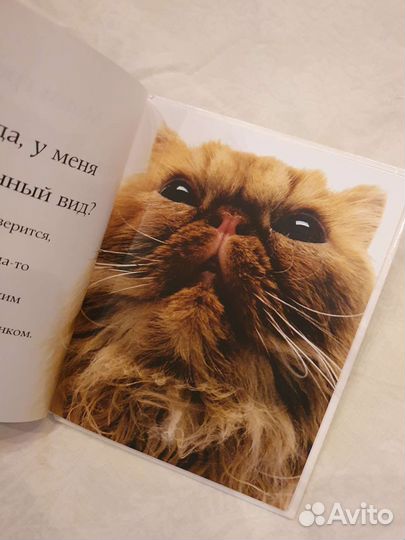 Книга фотоальбом Самые очаровательные кошки