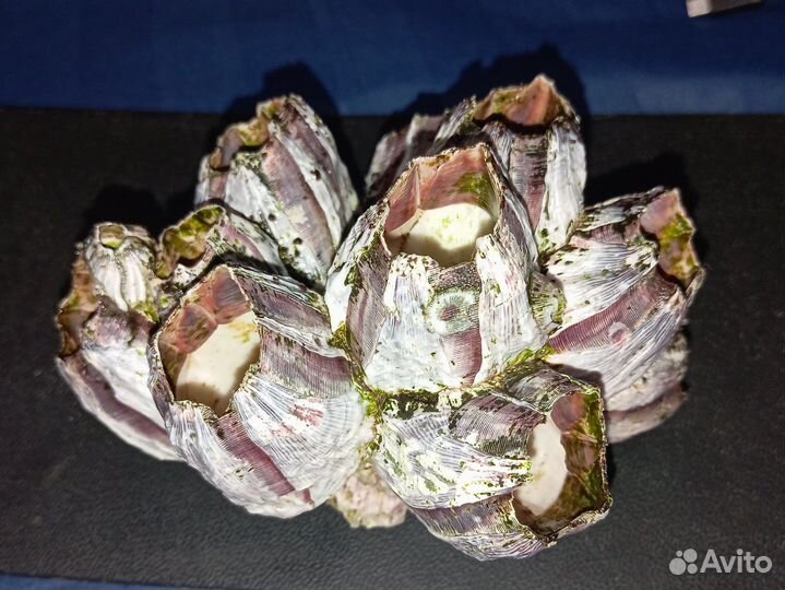 Морской желудь (балянус)