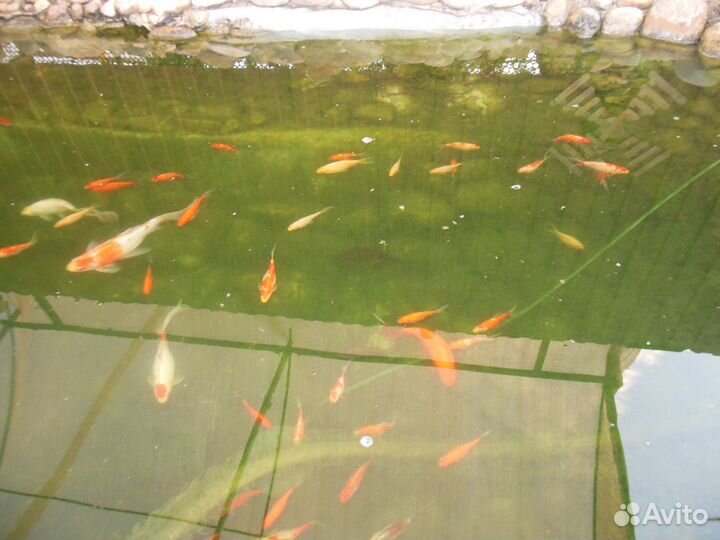 Шубункины,для пруда и аквариума