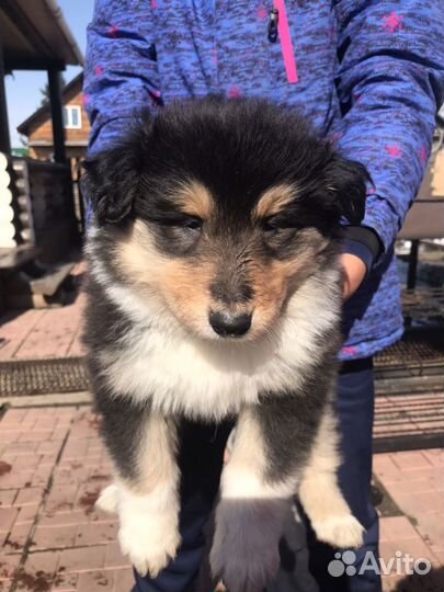Щенки Колли