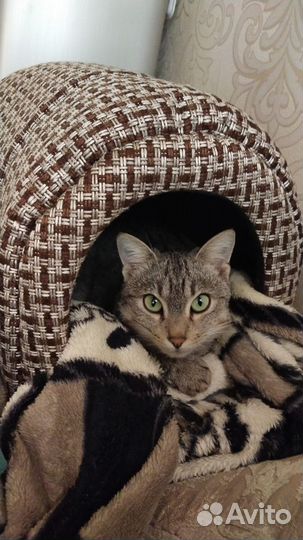 Молодая кошка в дар