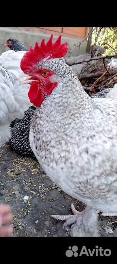 Мехеленские,И/Я,куры, цыплята, петухи