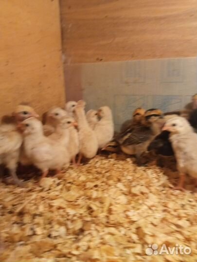 Цесарята. Цесарка волжская белая