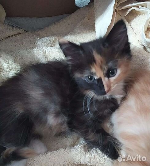 Котенок в добрые руки