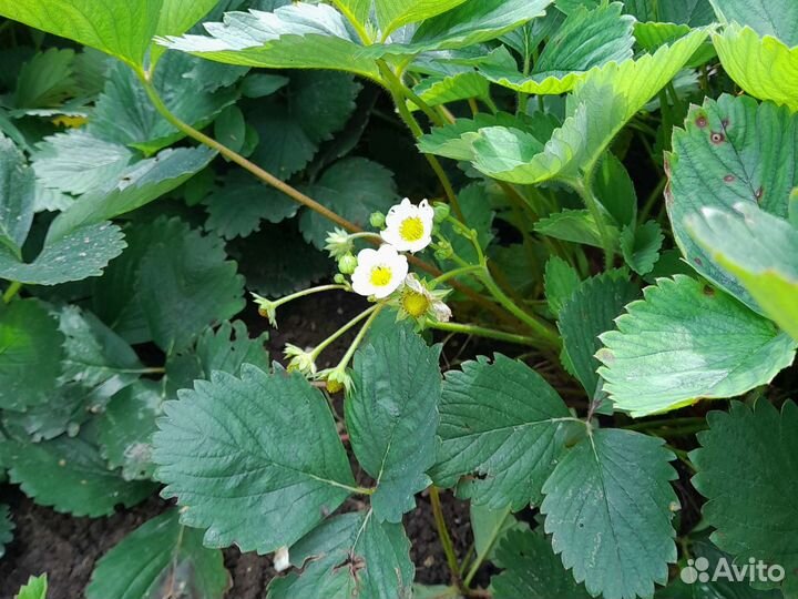 Клубника ремонтантная ампельная