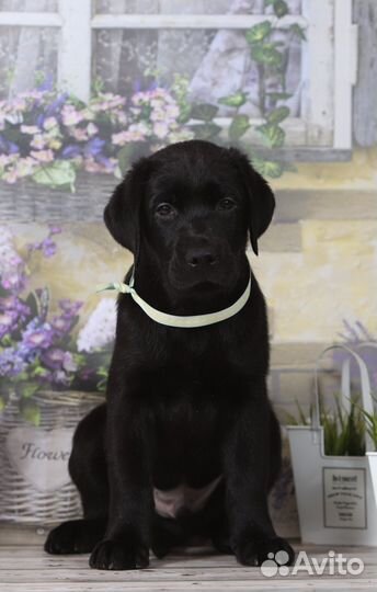 Малыши лабрадора ретривера