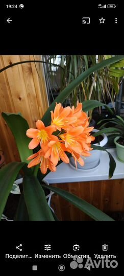 Комнатные цветы кливия