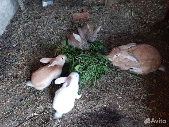 Крольчата