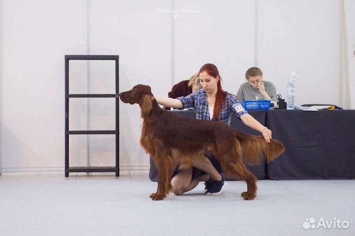 Ирландский сеттер, вязка