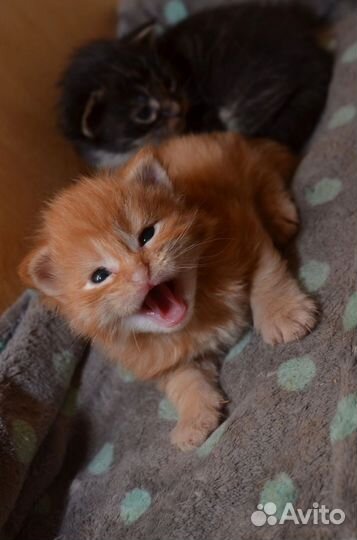 Котята мейн-кун