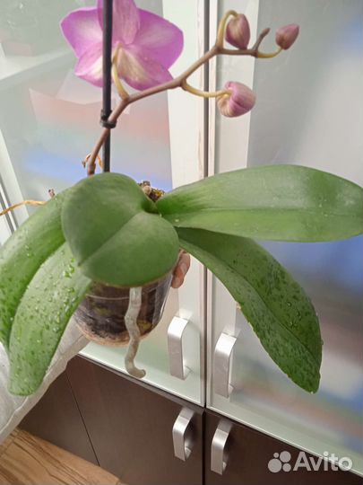 Орхидея фаленопсис