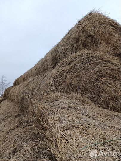 Продам сено в рулонах