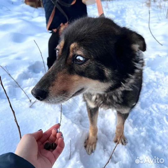 Собака Луна