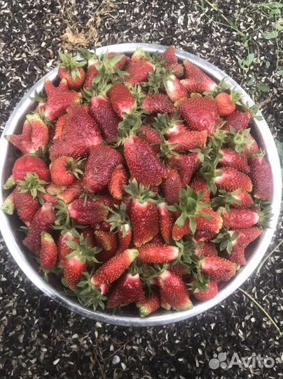 Рассада клубники Купчиха