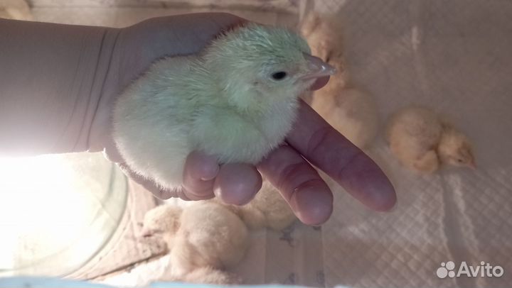 Бройлер вывод 20.06