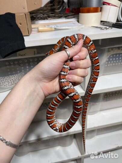 Королевская змея Кноблоха