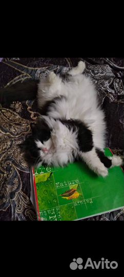 Кошка мышеловка
