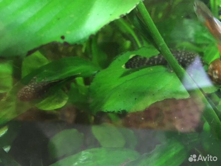 Аквариумные растения и рыбки