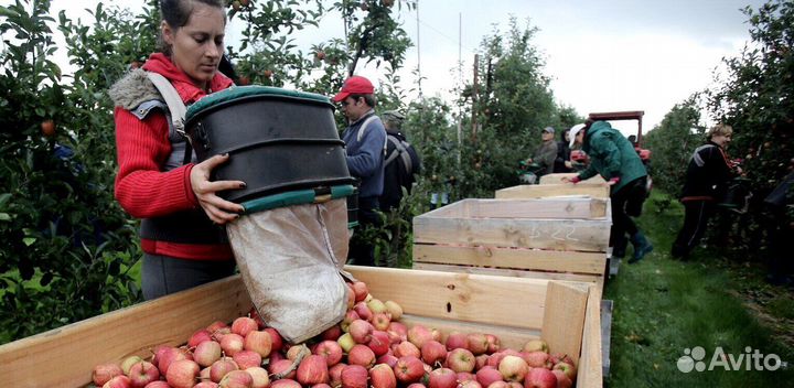 Сборка яблок