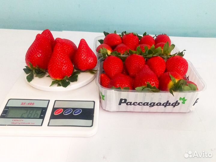 Рассада клубники. Оптом от 128 шт