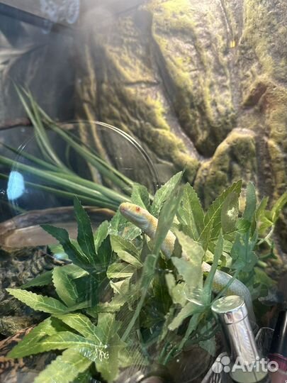 Маисовый полоз snow motley