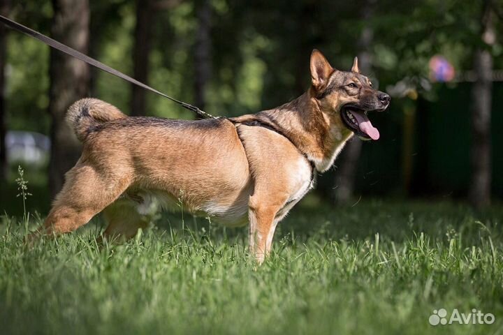 Прекрасный пес в добрые руки