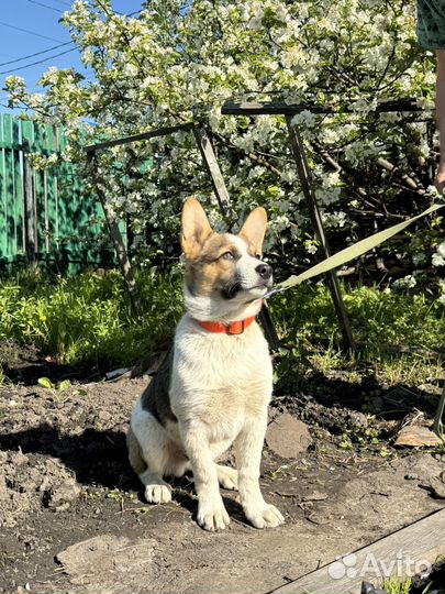 Собака ищет дом