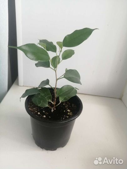 Фикус бенджамина