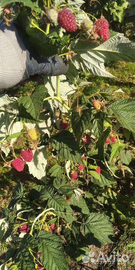 Рассада томатов, перцев, огурцов, картофель