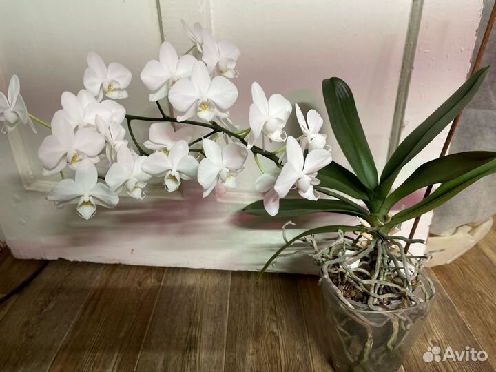 Орхидея фаленопсис мультифлора
