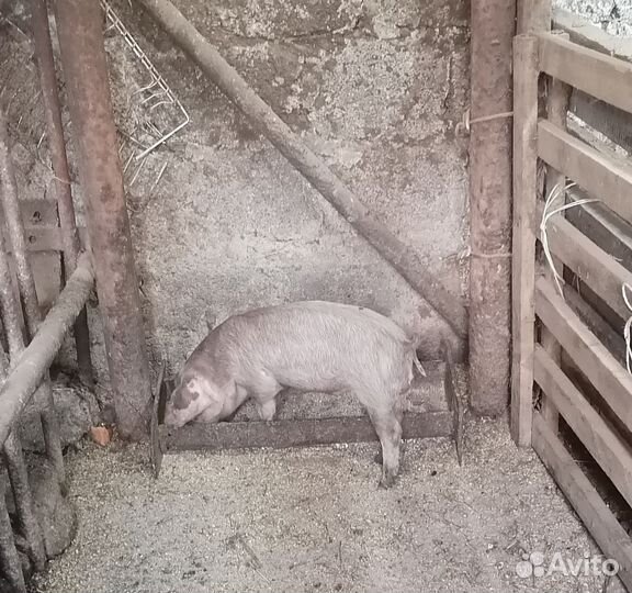 Домашние животные