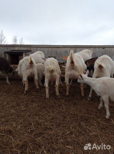 Дойные козы