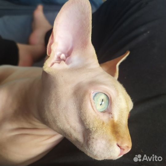 Канадский сфинкс кот вязка