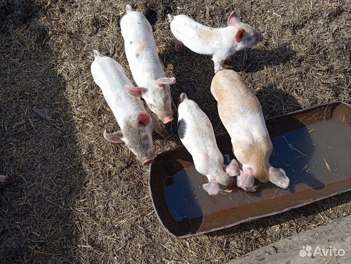 Поросята ландрас дюрок