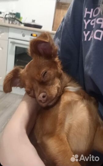 Передержка маленьких собачек, грызуны, попугаи