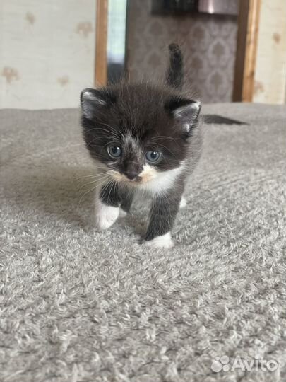 Отдам котенка в добрые руки