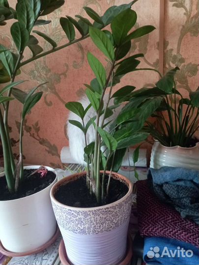 Замиокулькас, фикус Бенжамина